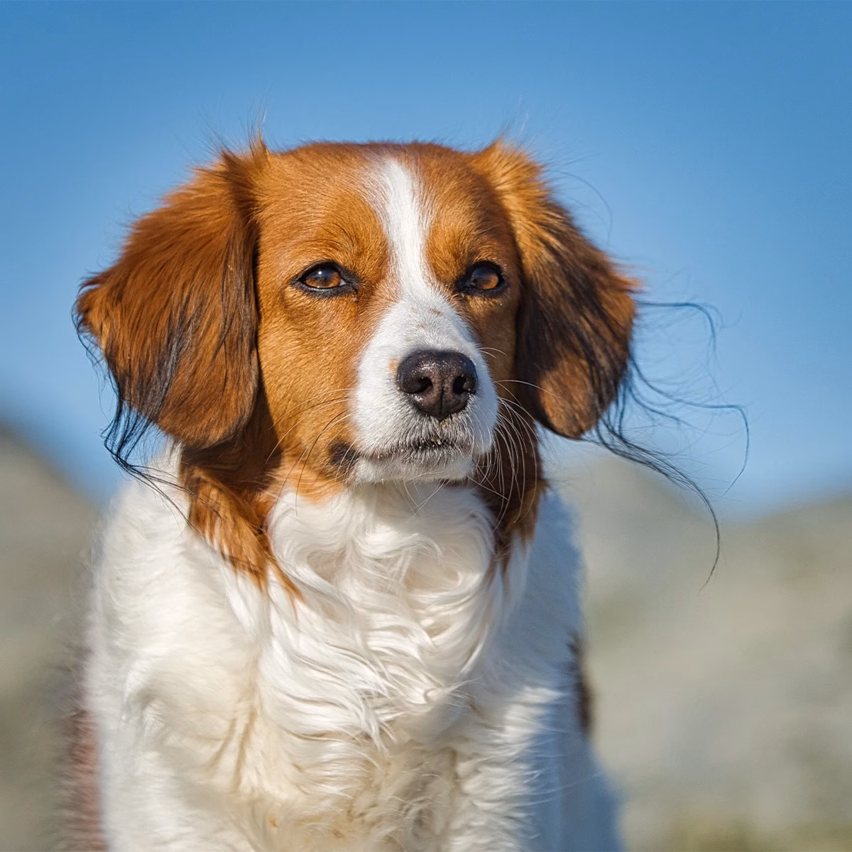 Kooikerhondje